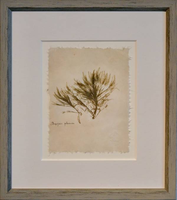 - on , Print by Richard Farrant, measuring 19 x 15 cm (H x W) framed at 35 x 30 cm £75